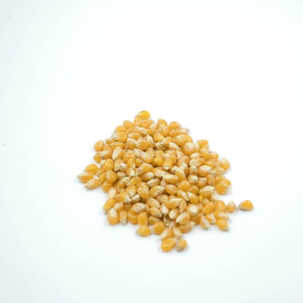 Popcorn Bean To Pop